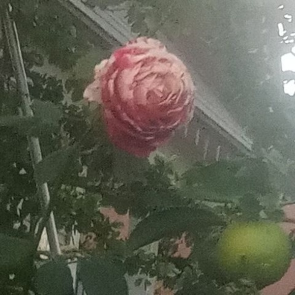 Meet your Posher, Monica - Picture 1 of 1